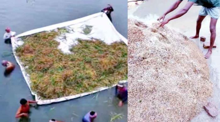 পানিতে পচছে ধান - শ্রমিক সংকটে বিপর্যস্ত কৃষক