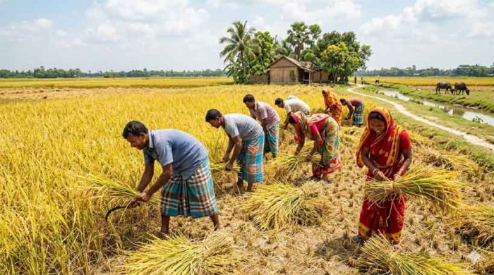 ধান শ্রমিকের অভাবে ফকিরহাটে বিপর্যয়ে চাষিরা
