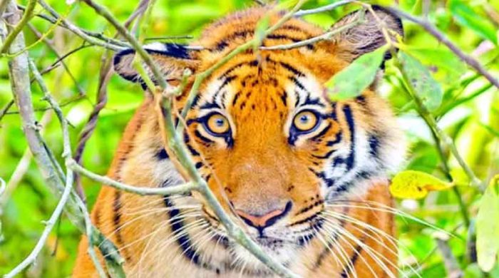 মধু সংগ্রহে গিয়ে বাঘের আক্রমণ - গুরুতর আহত মৌয়াল বাবলু